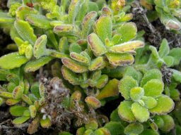 Manulea tomentosa leaves